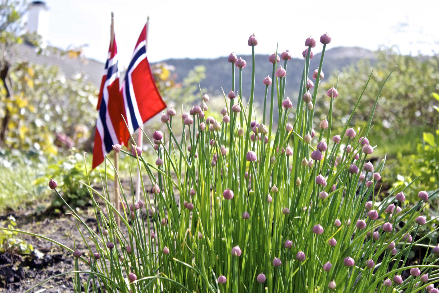 Gratulerer med dagen